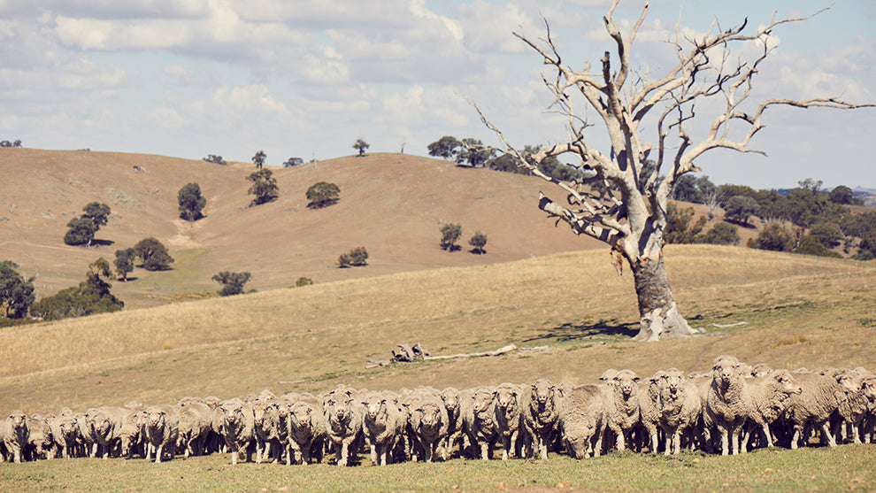 Tracing Merino