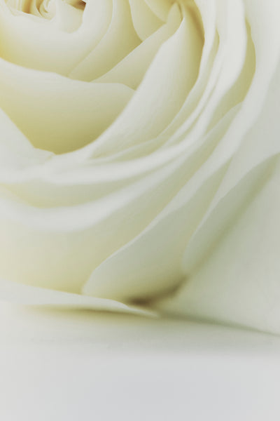 Australian Made Rose & Oud Body Balm 500Ml