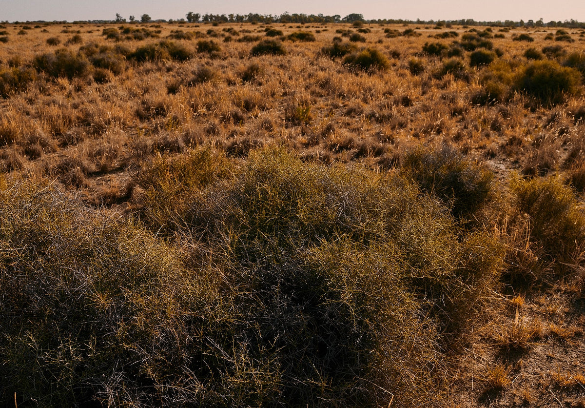 Native grassland and shrubland on the Bear family's wool farm