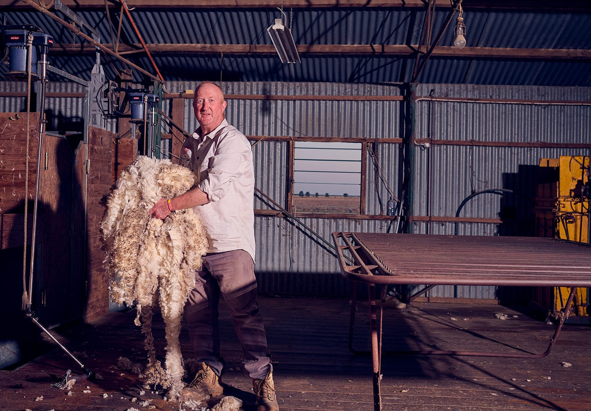 A wool grower shearing a sheep in the shearing shed