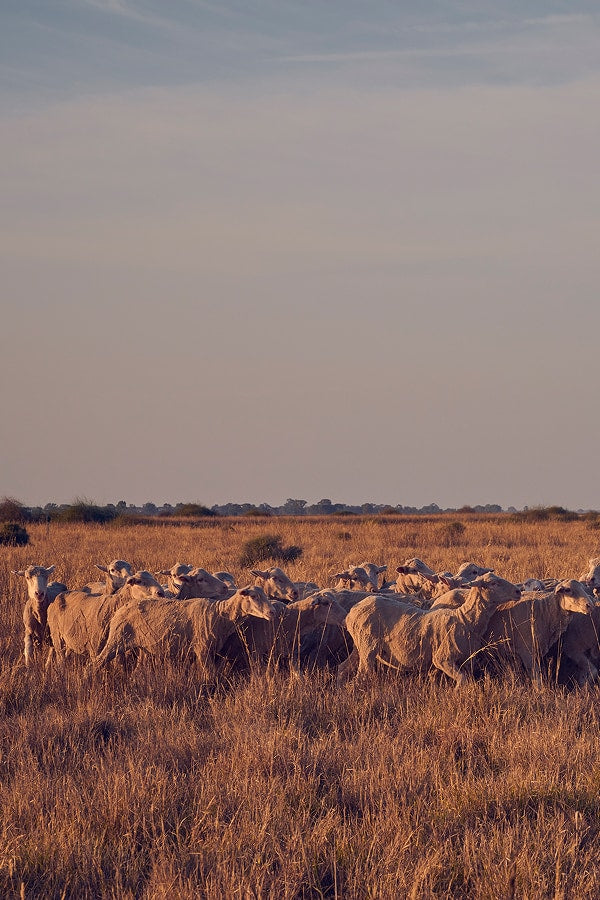A flock of sheep grazing on native grassland at sunset