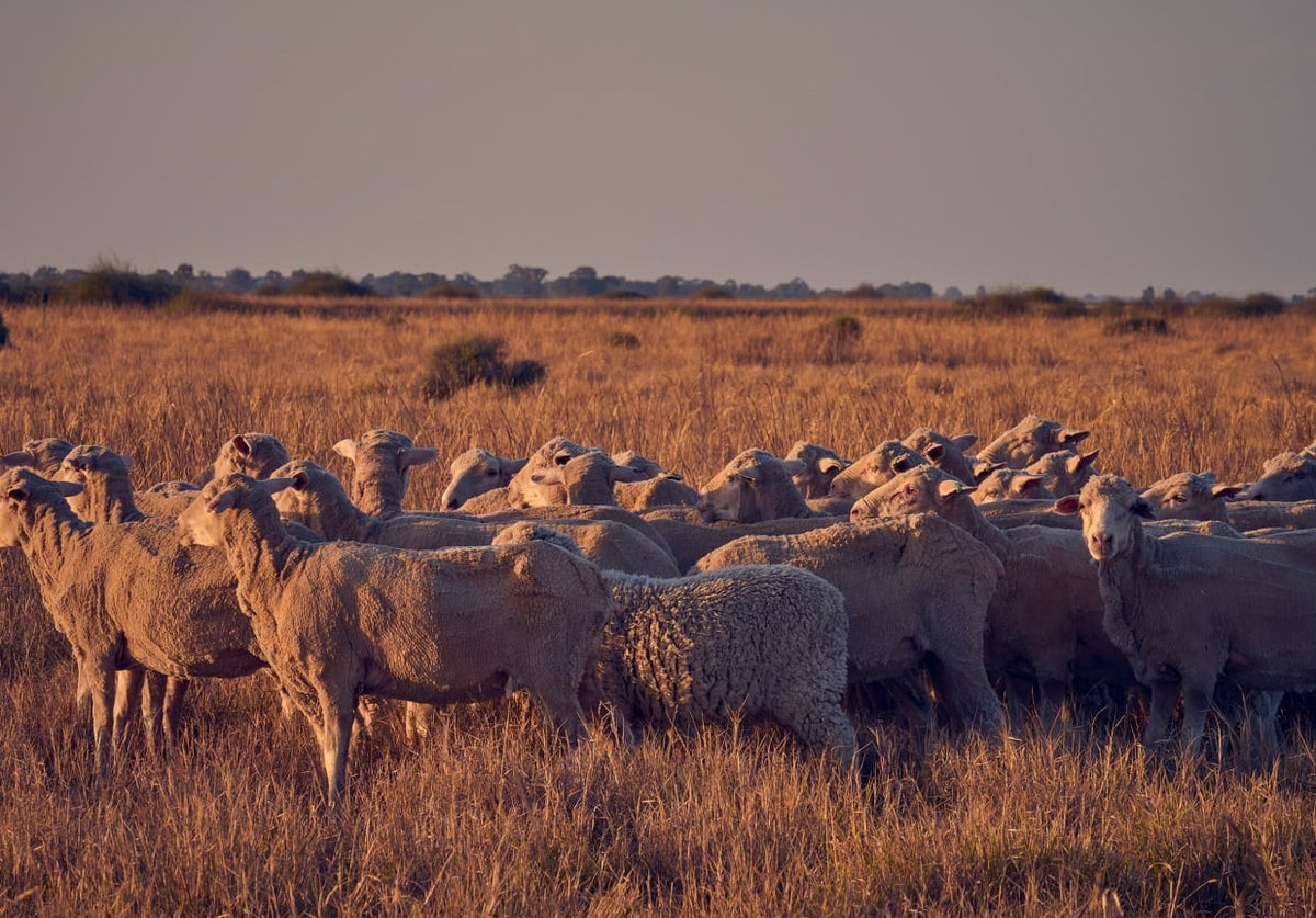 Sheep grazing on the Bear family's wool farm on Barapa Barapa Country at sunset